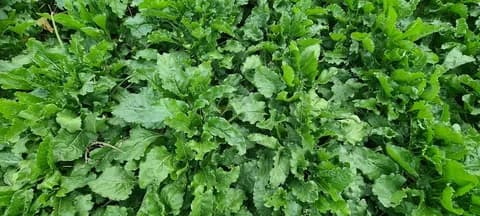 تصویر 4 از سبزی آش ترش تازه با ترکیب اصیل مناسب آش‌های محلی